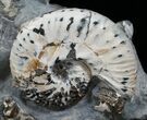 Discoscaphites & Sphenodiscus Ammonites #6121-4